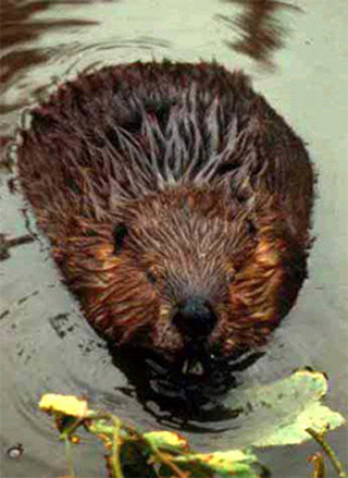 A beaver swimming.